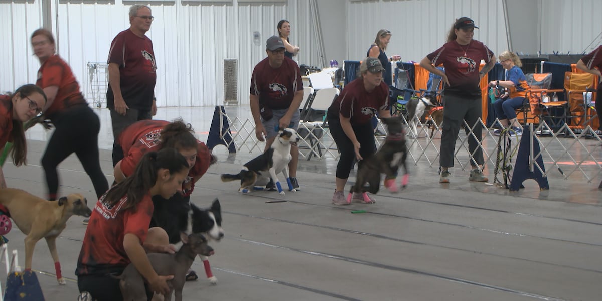 Dog relay teams compete in Bonham for weekend tournament