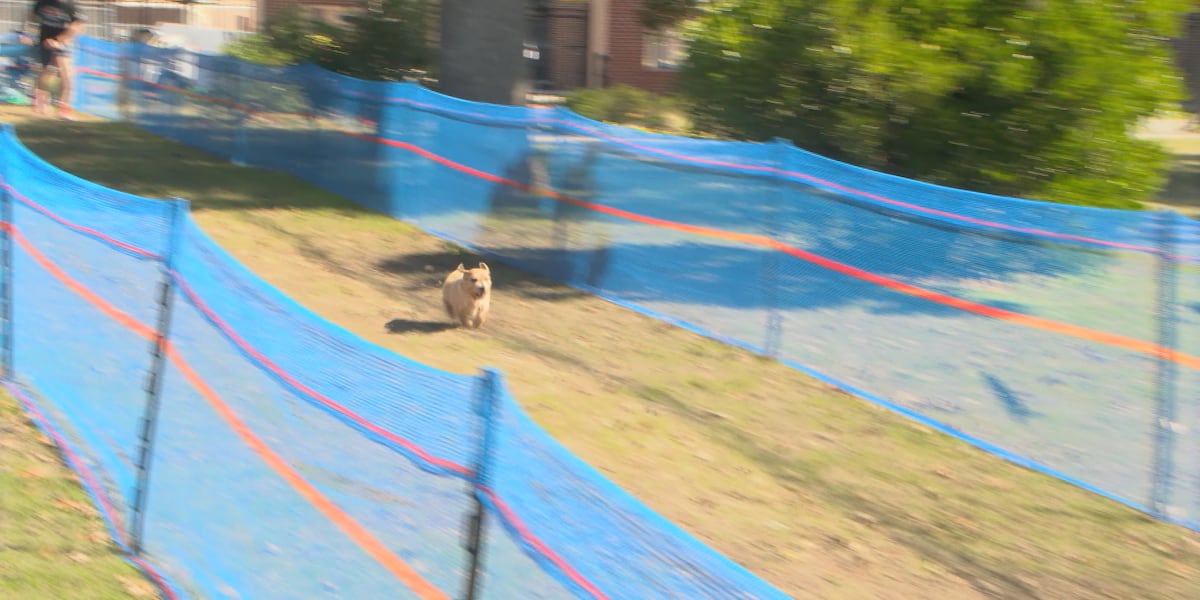 Fast Cat Track Dogs Hundreds of dogs compete for a title in Fast CAT event