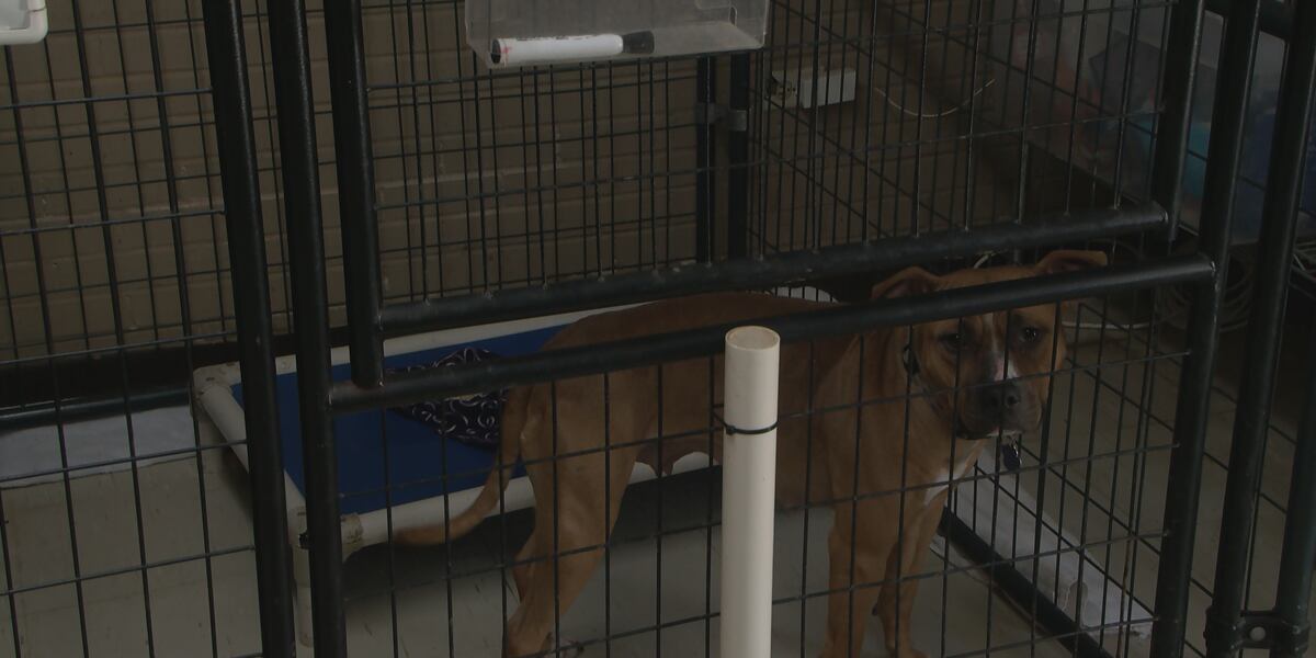 Dog trainer preps pups for adoption