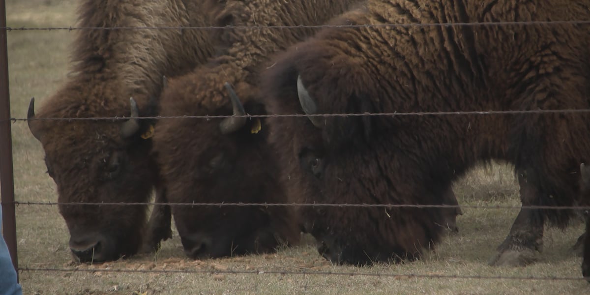 Kennedy Ranch Poaching “They’re part of our family”: Poached bison at Cooke County ranch ...