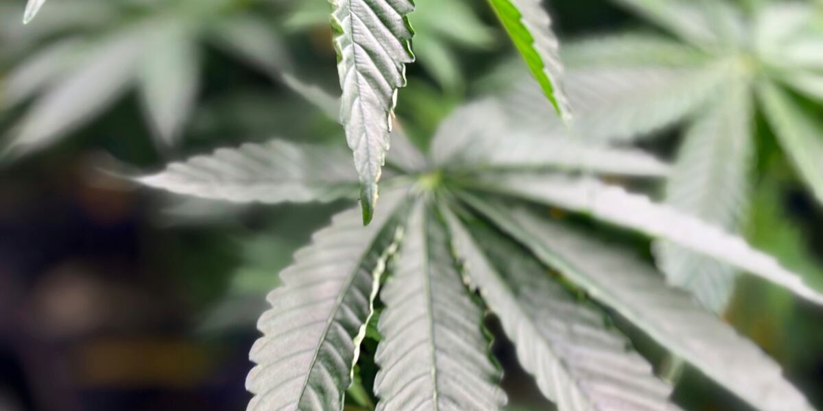 Oklahoma medical marijuana businesses face new federal registration requirement