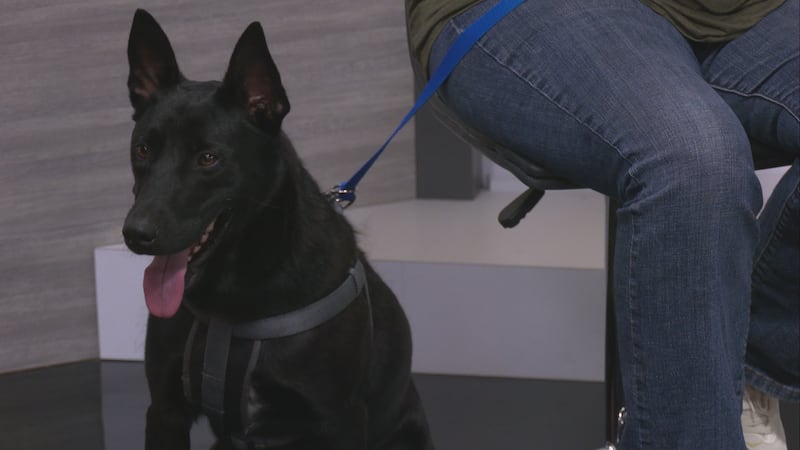 Paws N Ada volunteer Audrey Murphy returned to join Caroline on Talk of the Town to discuss...
