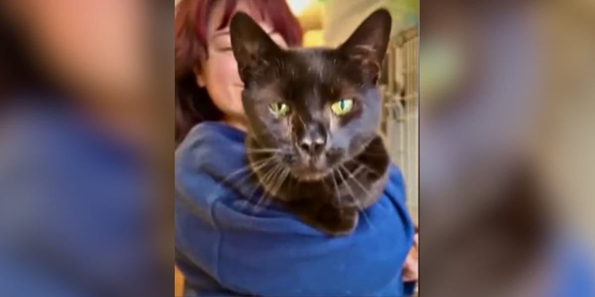 Cat Given Up for Adoption Due to Excessive Affection Cat Given Up for Adoption Due to Excessive Affection