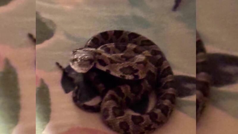 A woman was bitten by a snake while fluffing her pillow while getting ready for bed.