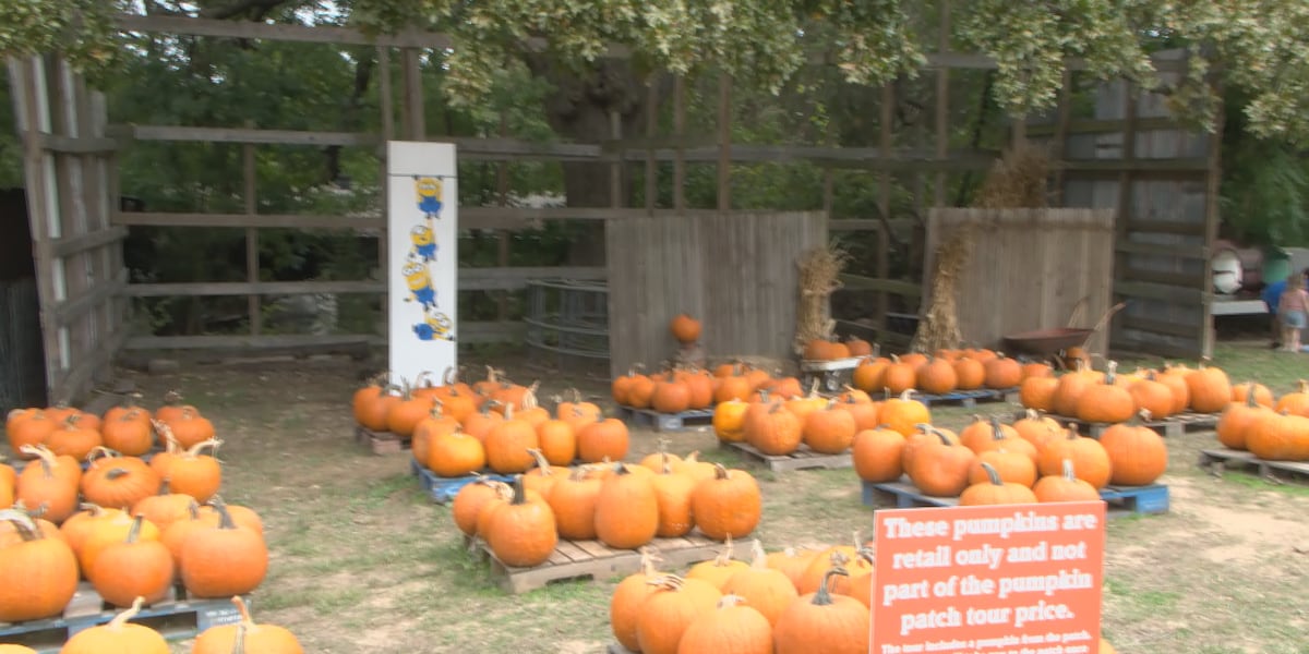 A family-owned pumpkin patch has consistently opened for over two decades