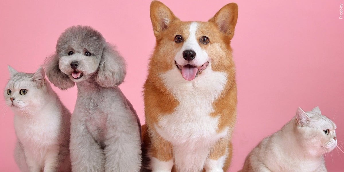 Dogi Names Food-inspired names top trending pet name list for 2026