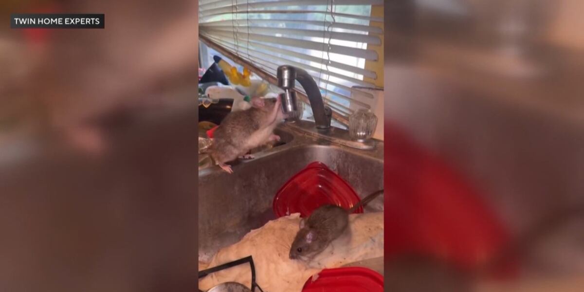 1000 Rats In House Hundreds of rats likely in home declared a nuisance, pest control ...