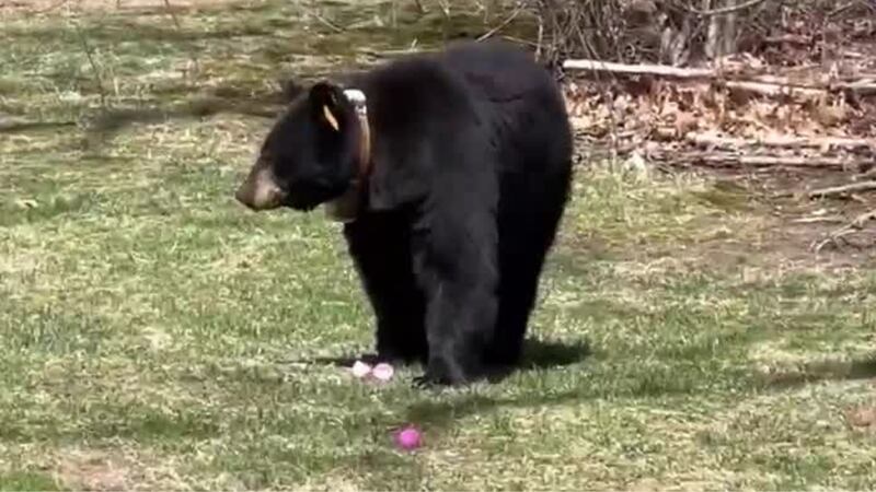 One incident happened in the town of Windsor, where a woman captured video of a black bear...