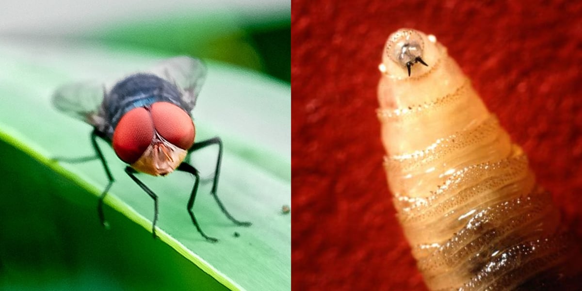 Experts concerned about New World screwworm outbreak as threat gets closer to Texas