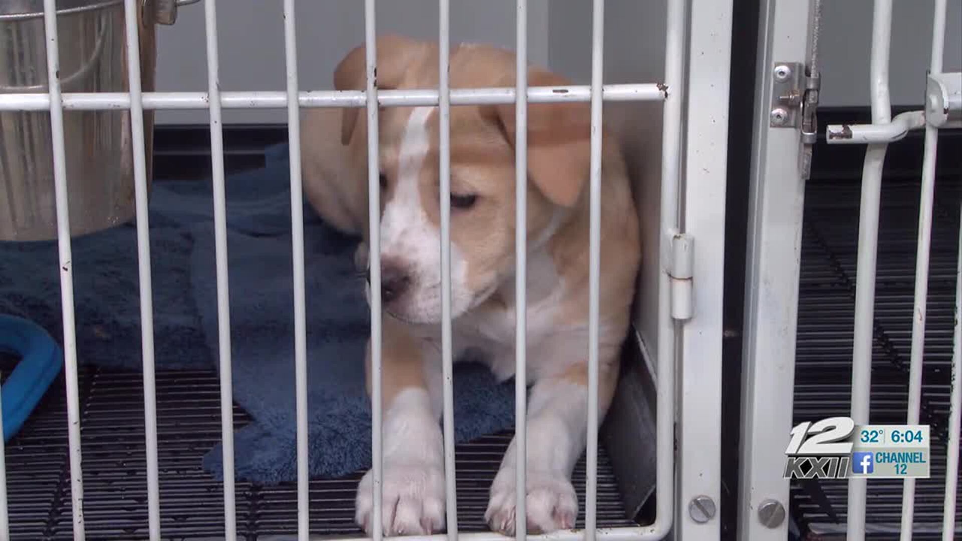 DAWG asking for temporary foster homes while dealing with HVAC failure