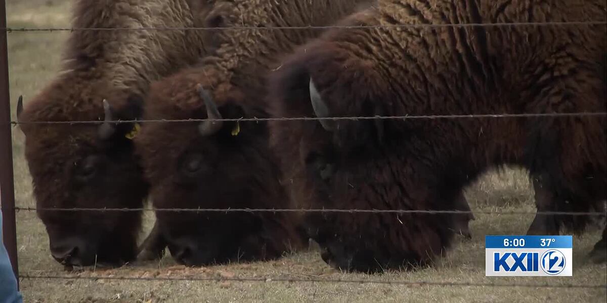 Kennedy Ranch Poaching “They’re part of our family”: Poached bison at Cooke County ranch ...